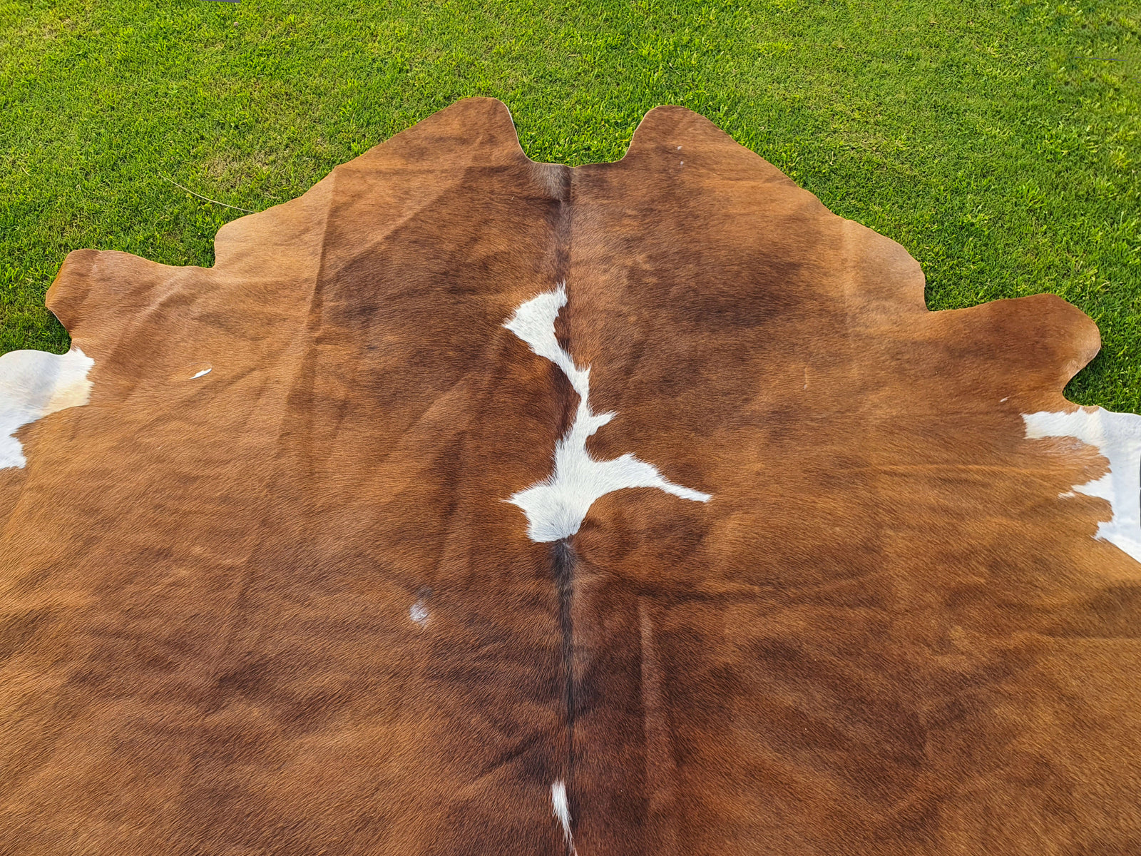 Brown and White Hair-On Cowhide Rug in Panda Print