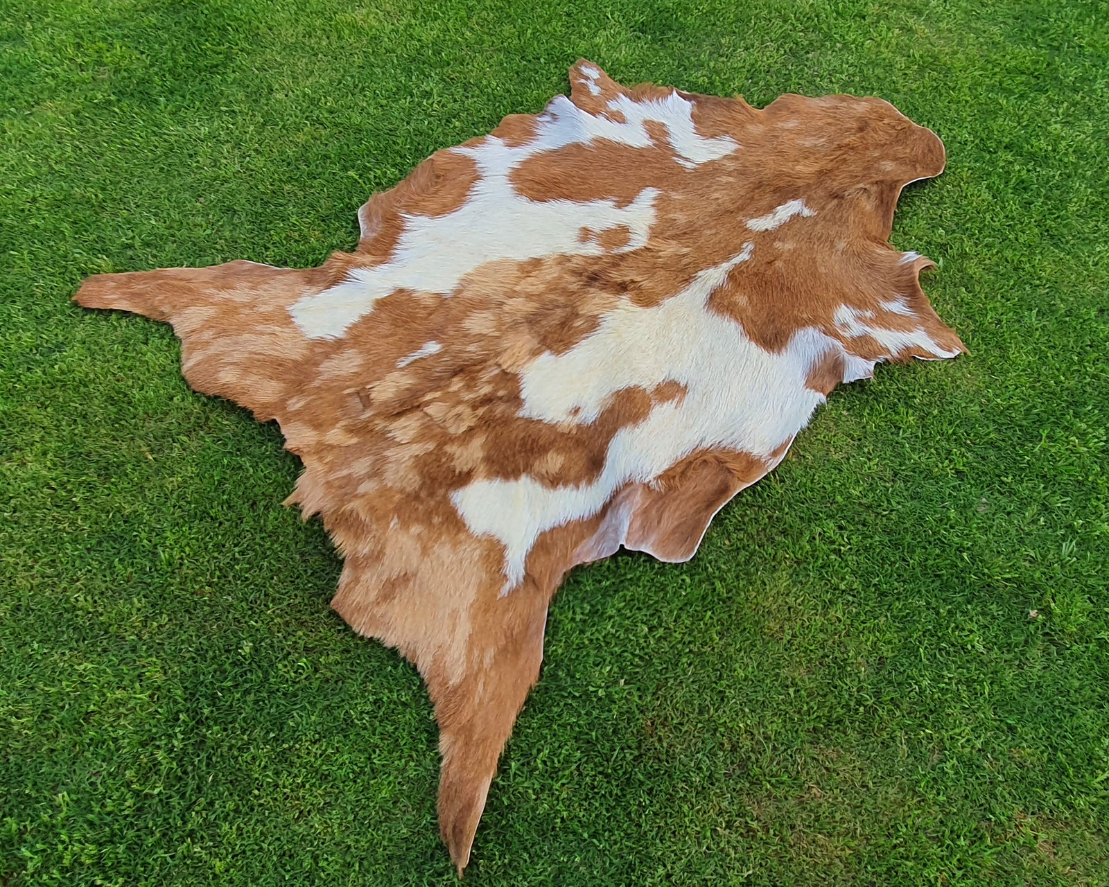 Beige and White Color Exclusive Goatskin Pelt