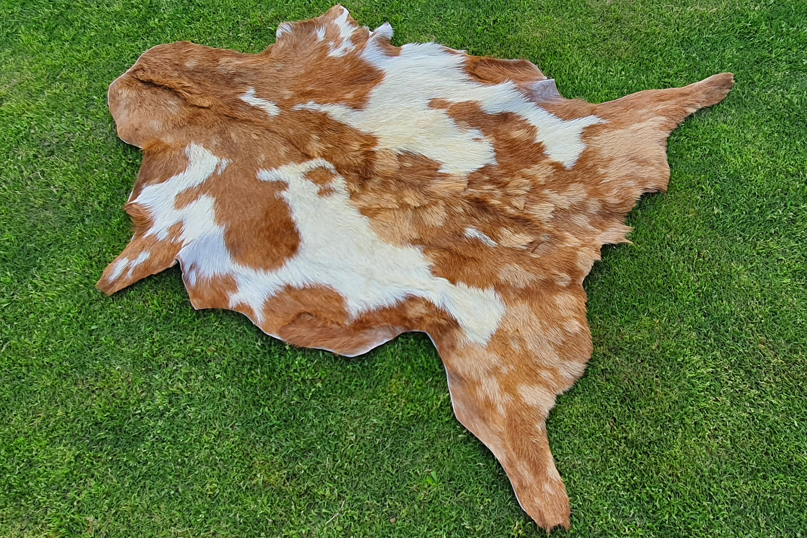 Beige and White Color Exclusive Goatskin Pelt