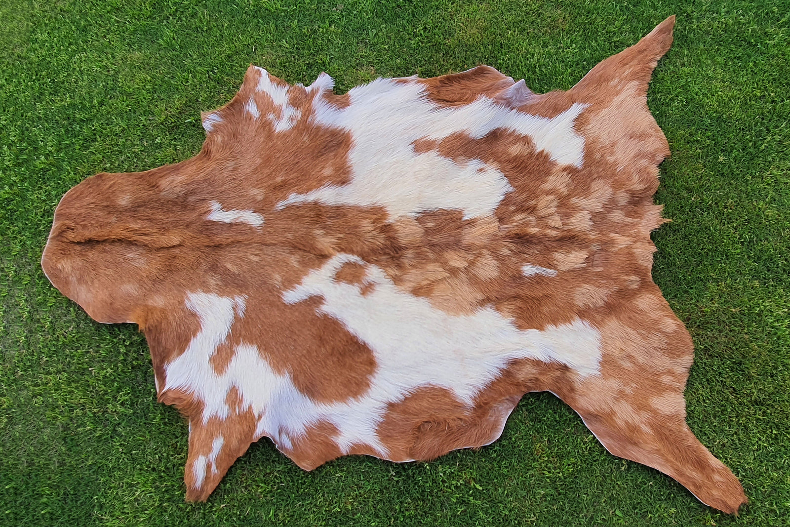 Beige and White Color Exclusive Goatskin Pelt
