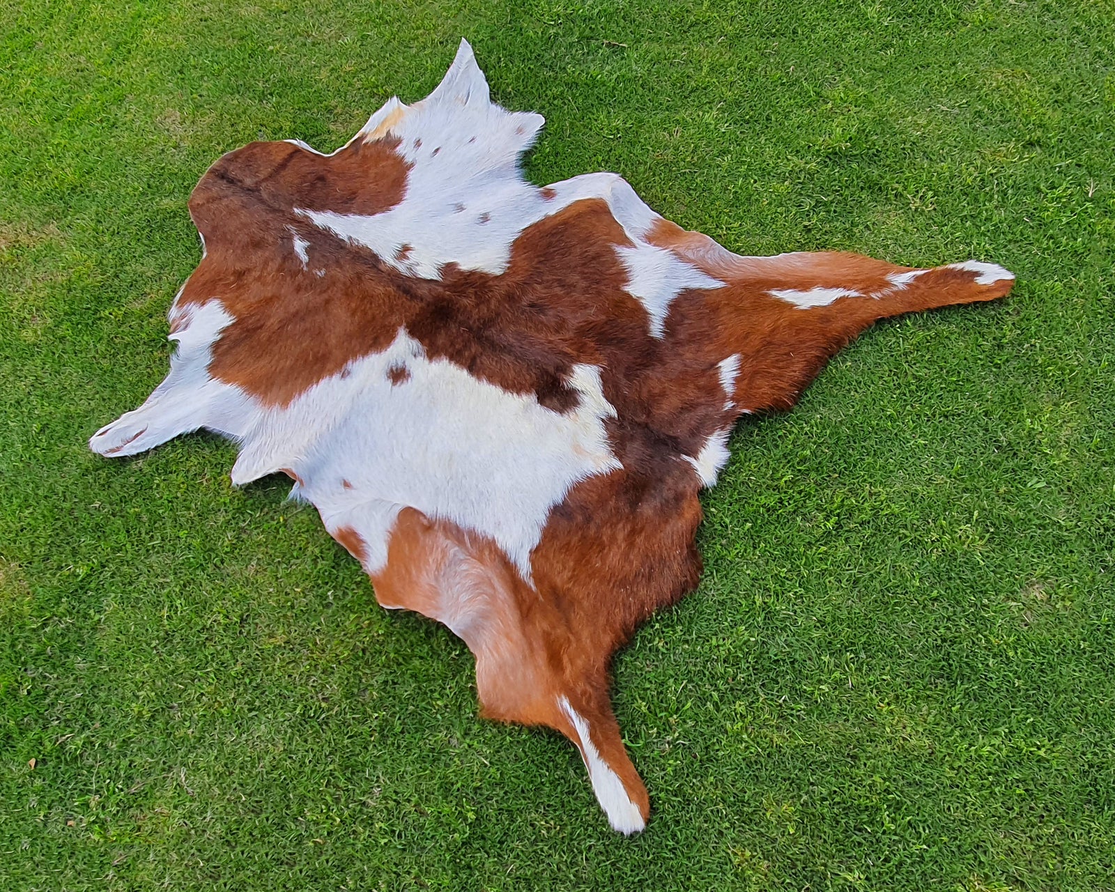 Brown and White Goatskin Pelt
