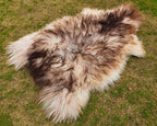Ivory Sheepskin Rug with Chocolate Brown Tips