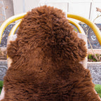 Genuine Sheepskin Rugs – Chocolate Brown and Ivory Colors