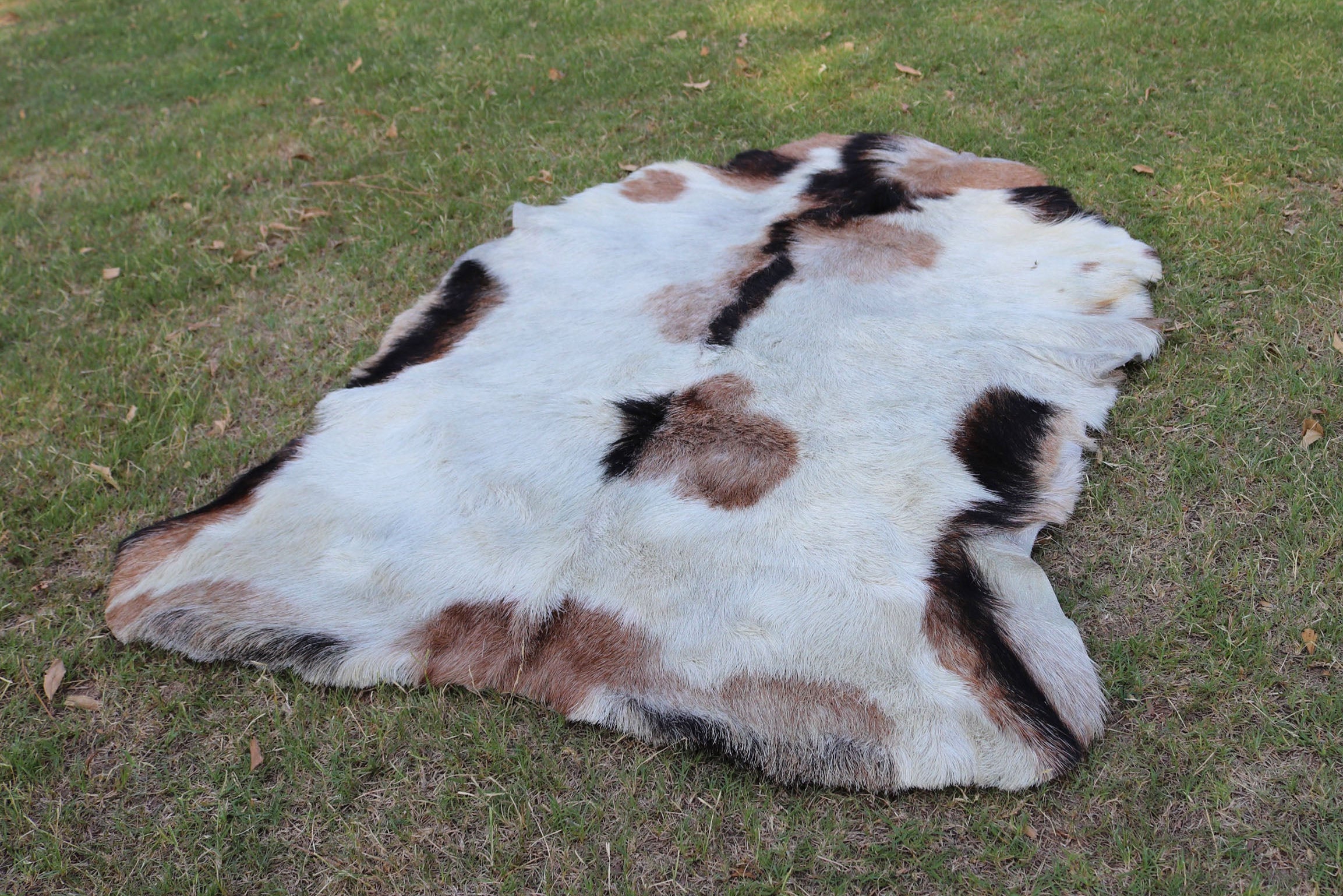 Premium Tricolor Spotted Goatskin Rug