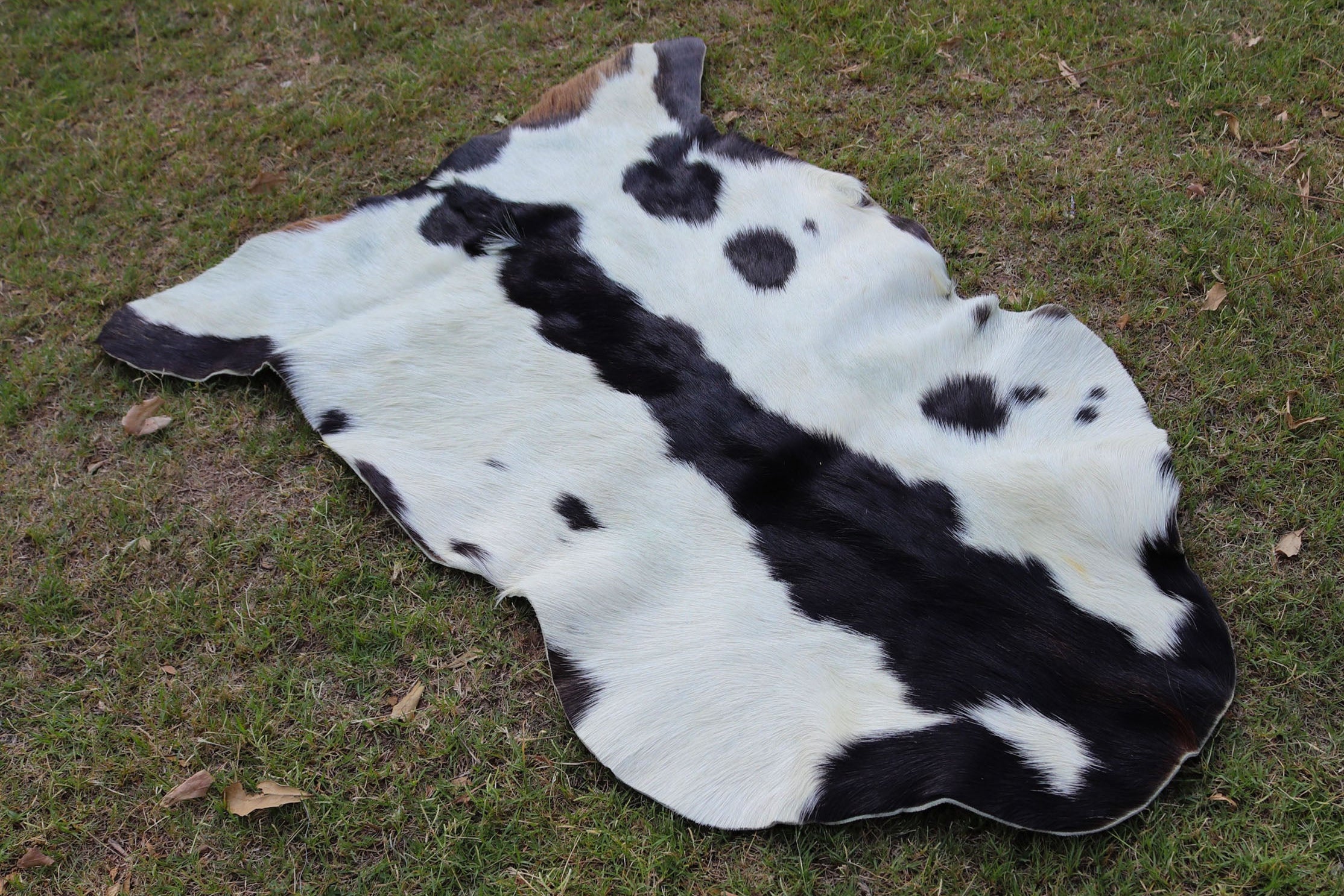 Exotic Spotted Goatskin Rug